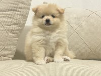 2 aylık dişi erkek pomeranian boo