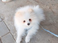 Pomeranian boo köpeğimiz