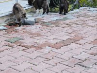 amerikan akita köpeği