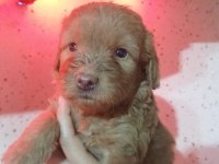 Toy poodle yavrular