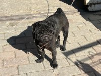 Siyah erkek pug yogi
