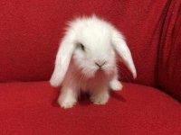 ÜST KALİTE HOLLANDA TEDDY LOP TAVŞANLAR GÖNDERİM VAR