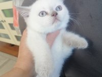 British shorthair yavru antalya