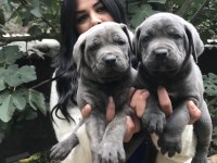 Blue safkan cane corso yavrularım