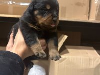 rottweiler yavru köpekler