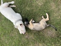 Köpeğim cesur