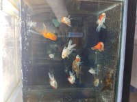 BOY BOY ORANDA JAPON BALIĞI
