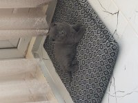 Yavru cins kedimiz 2 aylık