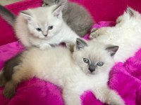 British Shorthair Erkek Yavrular