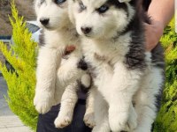 Maviş gözlü Safkan Husky minikler
