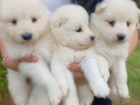 45 Günlük Anne Baba Safkan Sağlıklı Köpekler