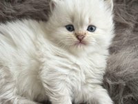 Şecereli Babanın Kaliteli British Longhair Yavruları