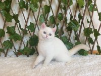 British Shorthair Golden Point Dişi NY1233