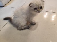 Scottish Fold Dişi Kedimiz