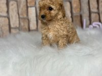 A kalite toy poodle yavrular