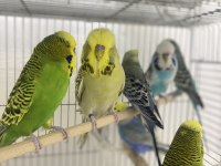 Komple kümes kaçmaz fırsat kuşlar