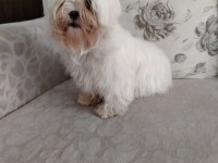 Mükemmel Kalitede Maltese Terrier Yavrularımız