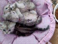 British yavru british shorthair kediler sahiplerini arıyor