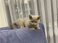 5 aylık british shorthair aşıları tam erkek