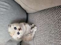 Mükemmel Scottish Fold Bebeklerim