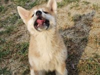 Orijinal Safkan Japon Akita İnu