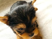 Sahibinden 3 aylık yorkshire terrier