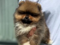 Pomeranian Boo Teddy Bear Yavru