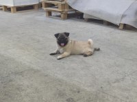 Pug yorulmak bilmez oyuncu