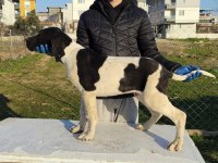 Great Dane Danua Yavrularımız