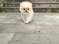 Pomeranian boo