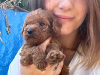 Red Maltipoo yavruları