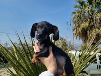 Mükemmel renk yapısına sahip sosis Dachshund bebeklerimiz