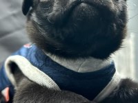 3 ay günlük Siyah Pug Yavrusu