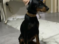 3.5 aylık dişi doberman yavrumuz