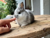 CÜCE TAVŞANLAR GÜN İÇİNDE GÖNDERİM VAR