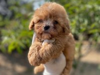 Safkan Teacup Maltipoo yavrularımız