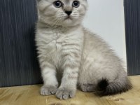 Oyuncu sağlıklı scottish fold yavrular