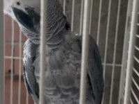 Konuşan jako papağanı