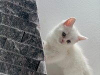 Beyaz Browni Yavrular British Shorthair