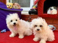 MALTESE TERRİER
