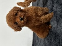 Secereli toy poodle yavruları