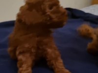 Toy Poodle Red Brown Kore safkan dişi-erkek yavrular