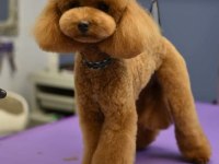 HAVALI POODLE PATİLERİMİZ