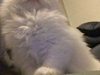 British longhair 4 aylık