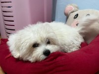 Köpeğimiz Yuva Arıyor