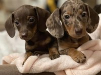 Kısa Tüylü Mini Dachshund Sosis Yavrular