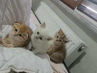 Safkan yavru british shorthair kedilerimiz elli günlük