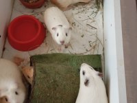 Yavru ginepig