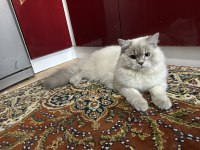 8 Aylık erkek british longhair
