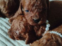 Orjinal Toypoodle Yavrularımız